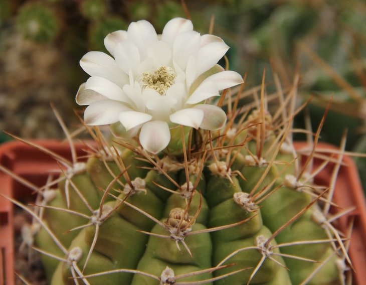 Gymnocalycium anisitsii
