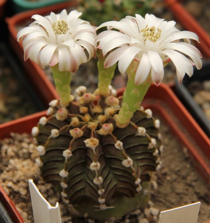 Gymnocalycium friedrichii LB2178 Agua Dulce