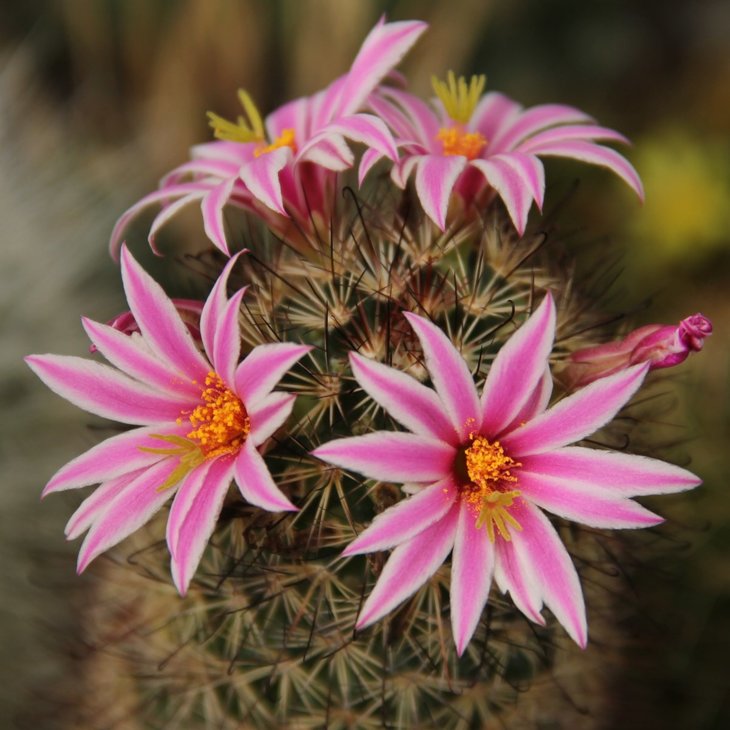 Mammillaria blossfeldiana