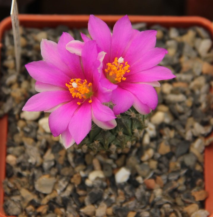 Encephalocarpus strobiliformis