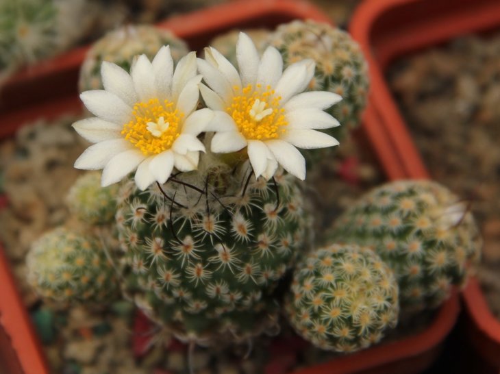 Turbinicarpus sp.