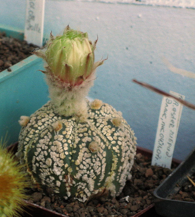 Astrophytum asterias cv. 'Super Kabuto'