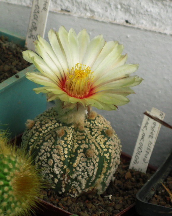 Astrophytum asterias cv. 'Super Kabuto'.jpg