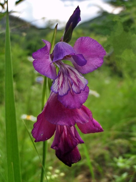 P6130142_.jpg