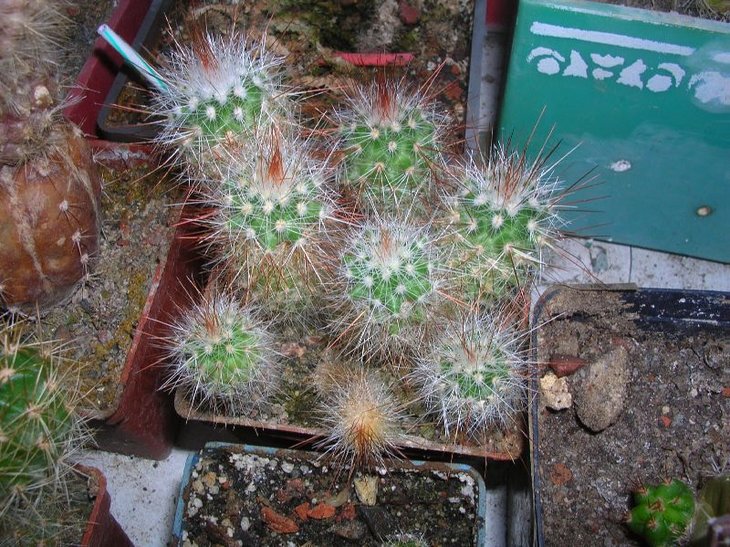 spinosissima