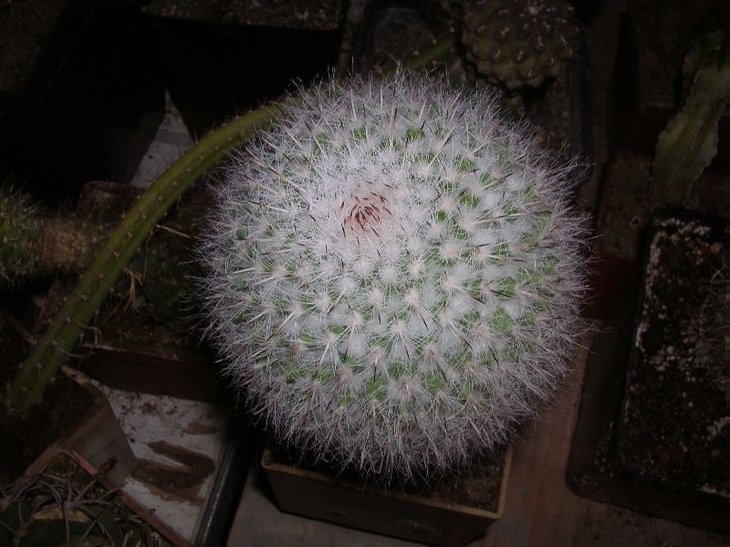 chionocephala