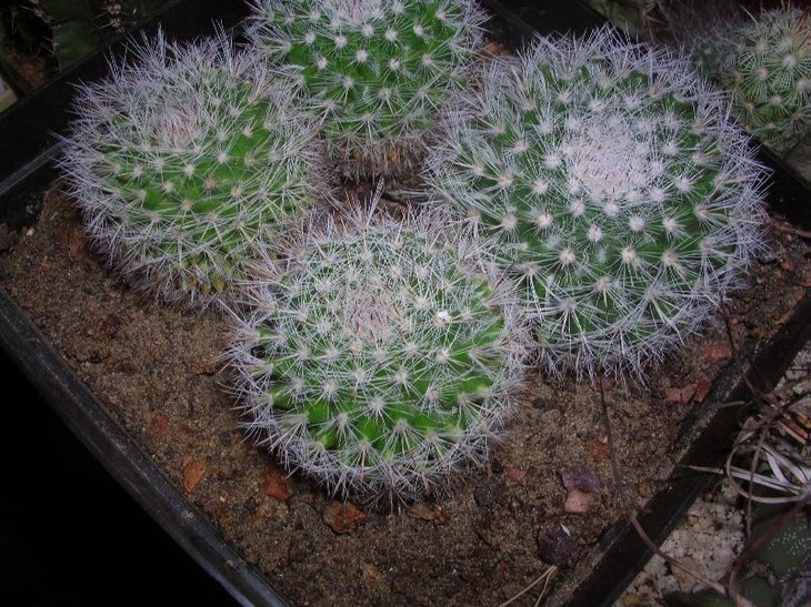 brauneana