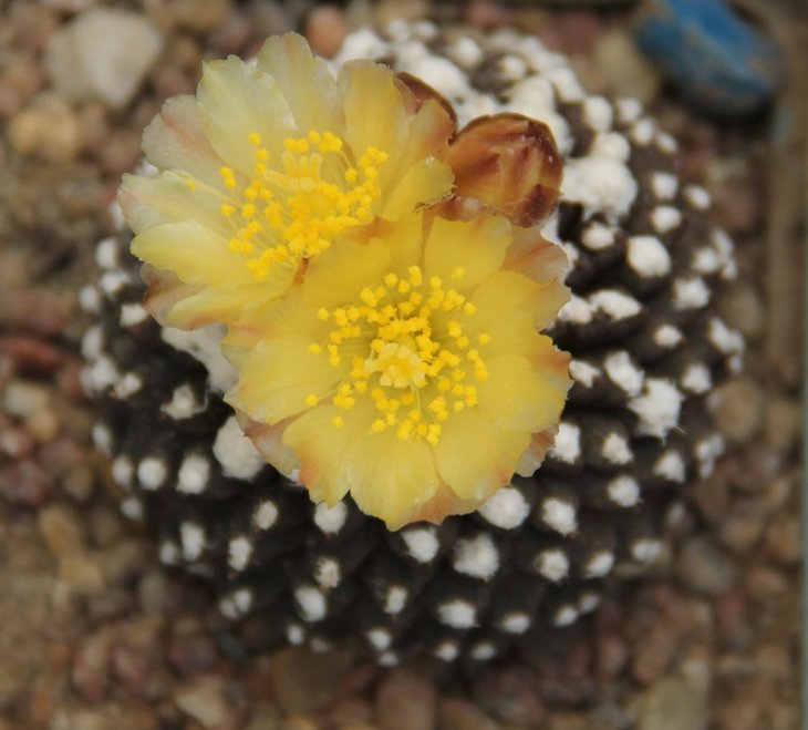 Copiapoa tenuissima monstrose