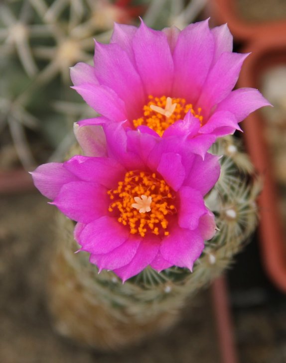 Neolloydia grandiflora