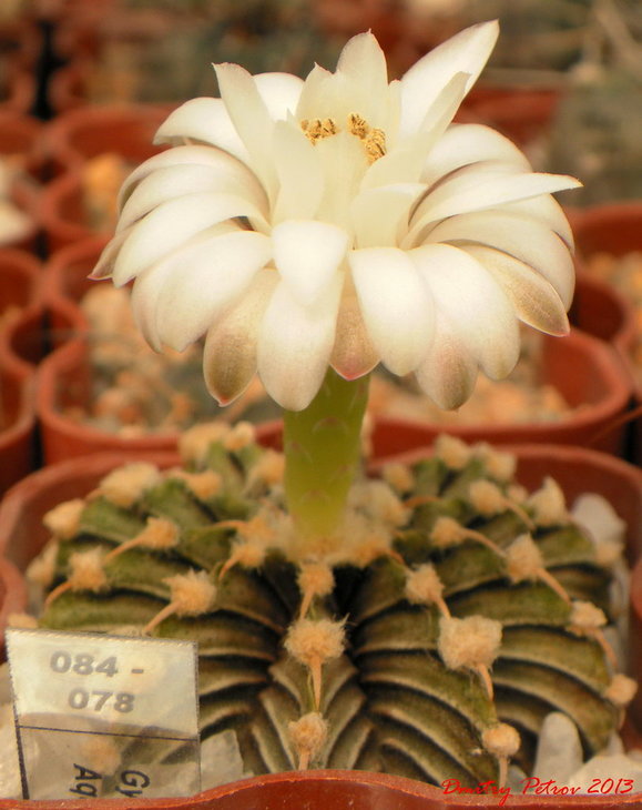 Gymnocalycium	friedrichii			Agua dulce