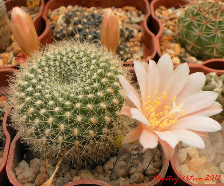 Rebutia	nitida