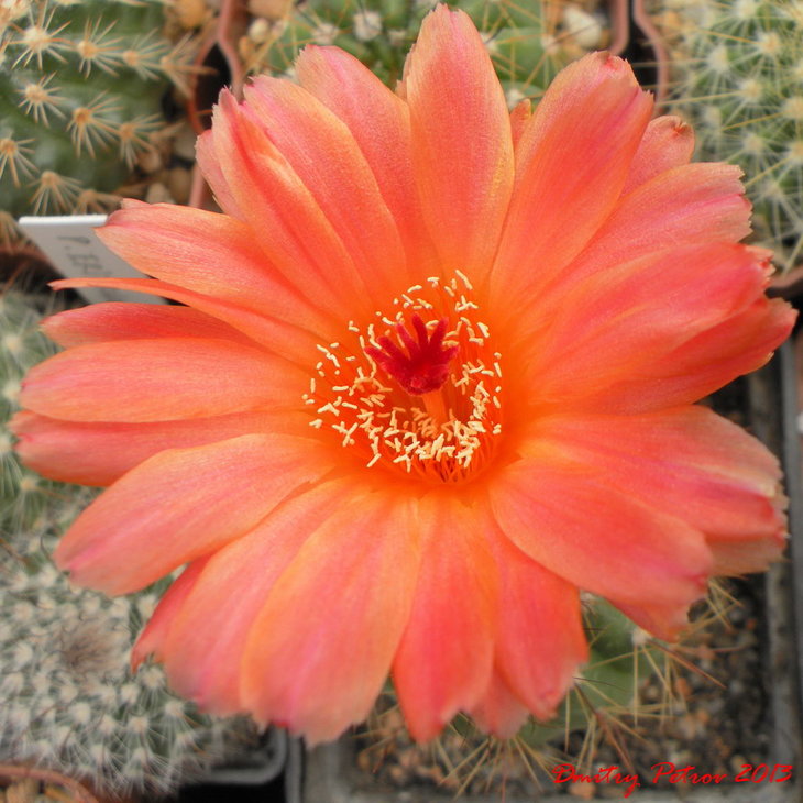 Notocactus	 ottonis venclunianus