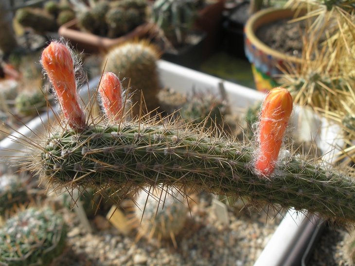 Cleistocactus smaragdiflorus .JPG