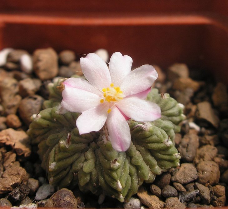 Aztekium ritteri.JPG
