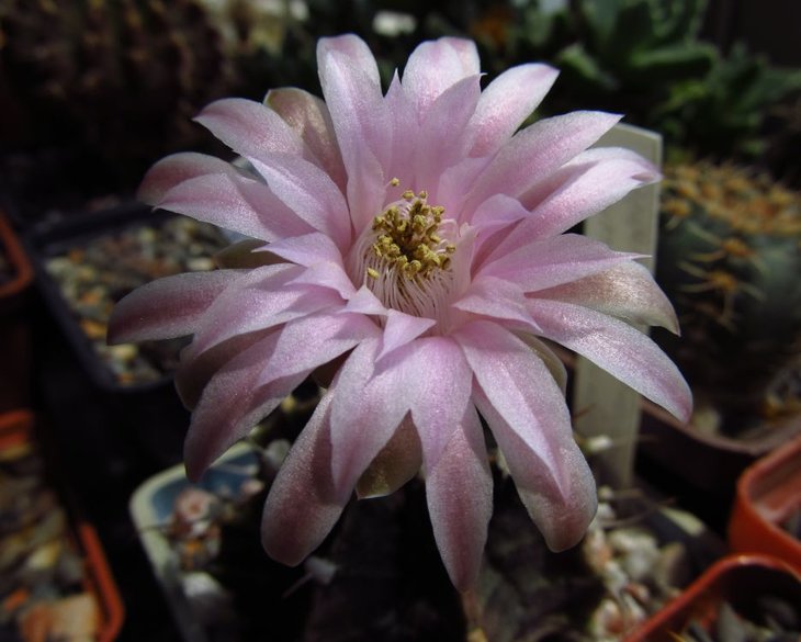 Gymnocalycium friedrichii