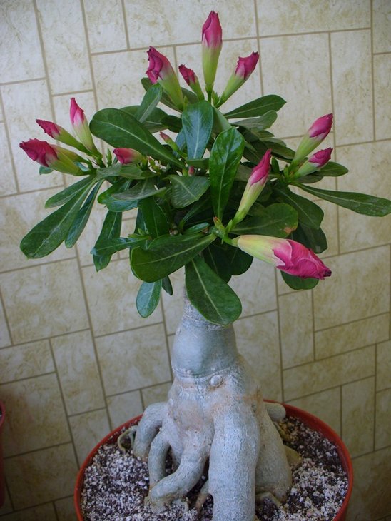 P1050143.JPG