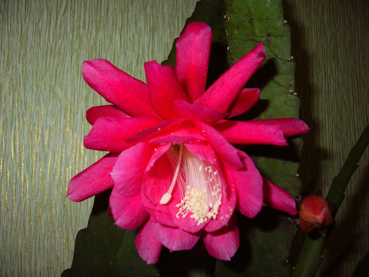 Epiphyllum-2.jpg