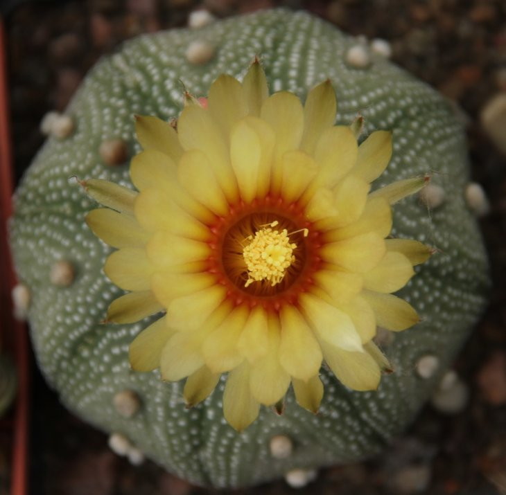 Astrophytum asterias