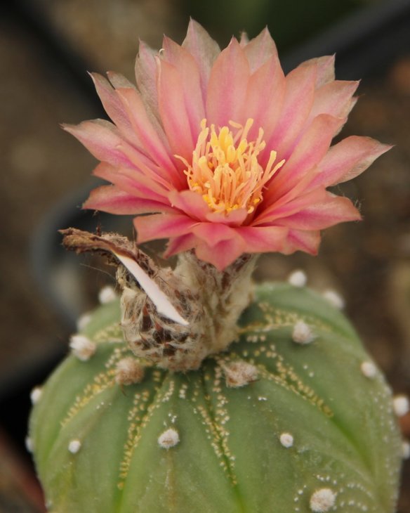 Astrophytum asterias
