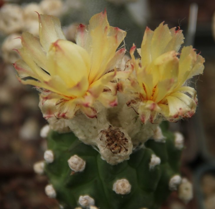 Astrophytum asterias Kikko