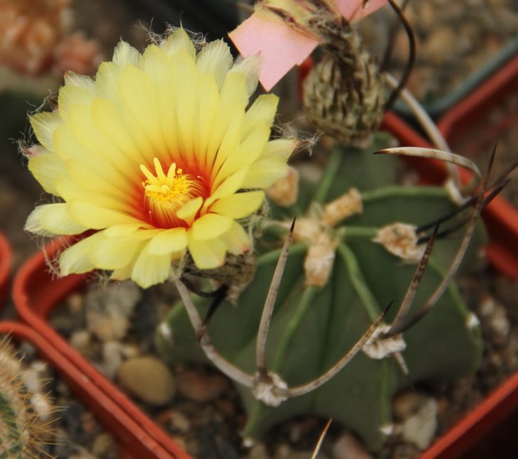 Astrophytum crassispinum 'Socorro'