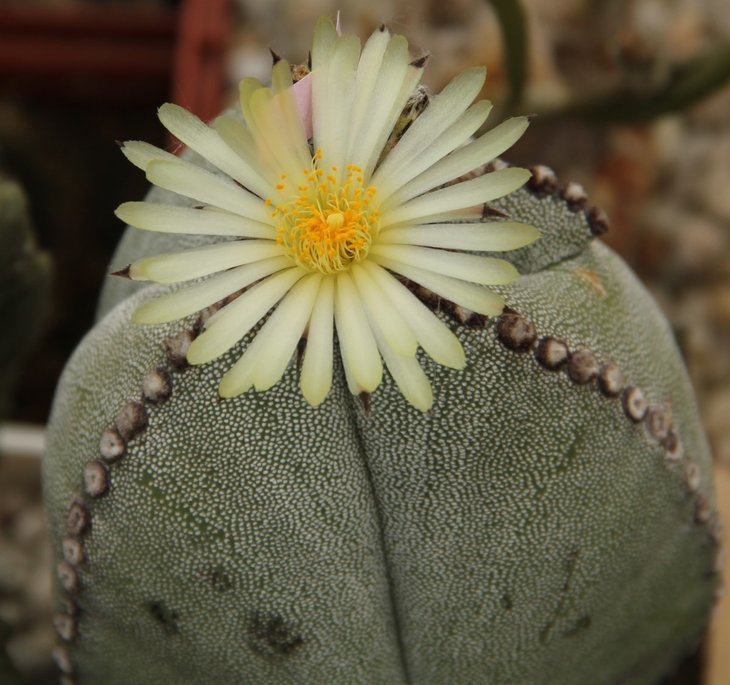 Astrophytum myriostigma v. quadricostatum