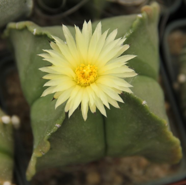 Astrophytum myriostigma v. nudum quadricostatum