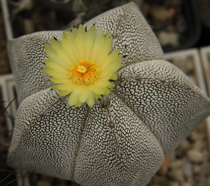 Astrophytum myriostigma Onzuka