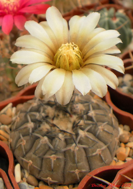 Gymnocalycium	asterium