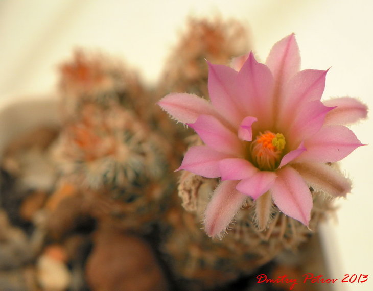 она же      Escobaria minima