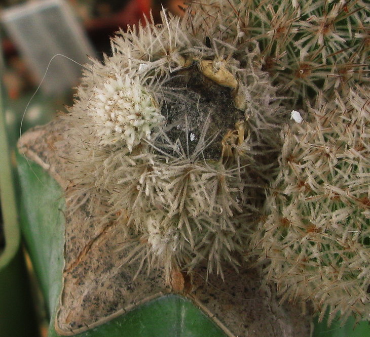 Pygmaeocereus densiaculeatus