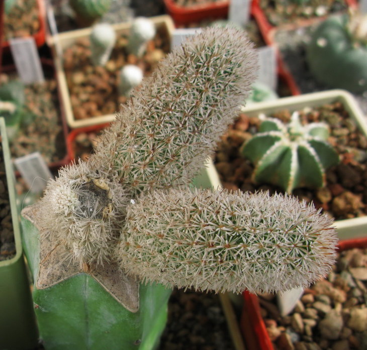 Pygmaeocereus densiaculeatus