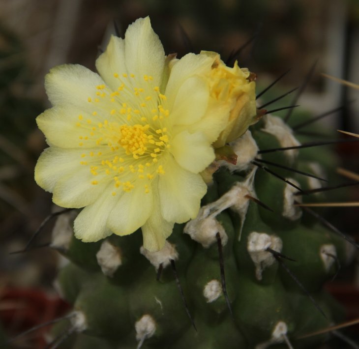 Copiapoa humilis