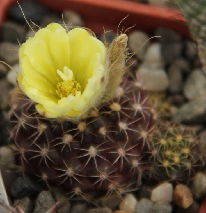 Frailea grahliana