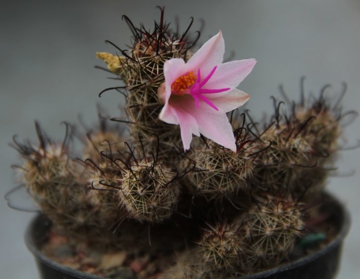 Mammillaria yaquensis