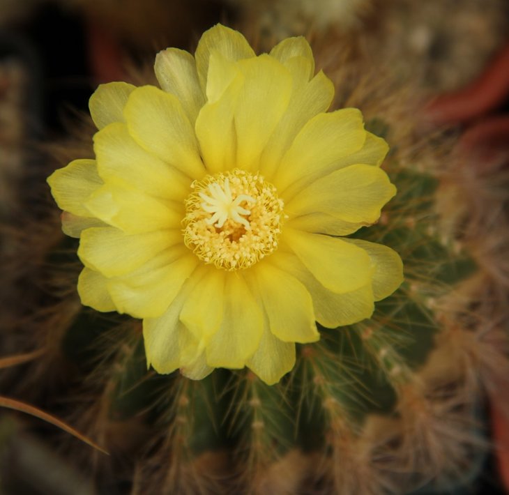 Eriocactus warasii
