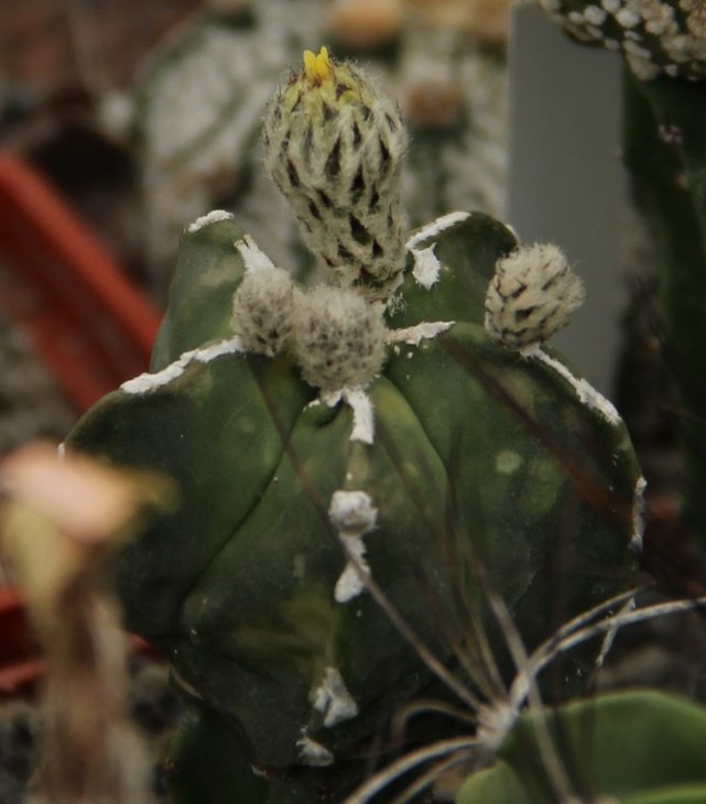Astrophytum myriostigma cv.hakugaku