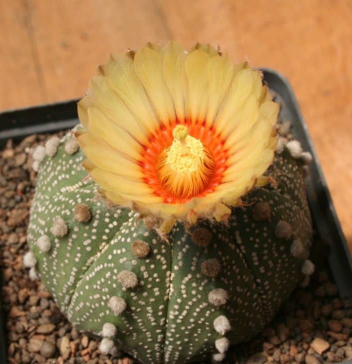 Astrophytum asterias