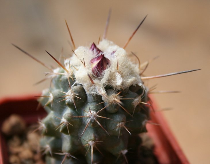 copiapoa.jpg