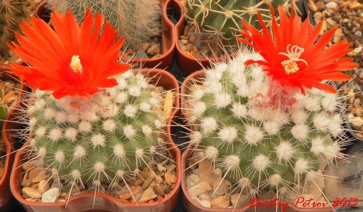 P. nivosa