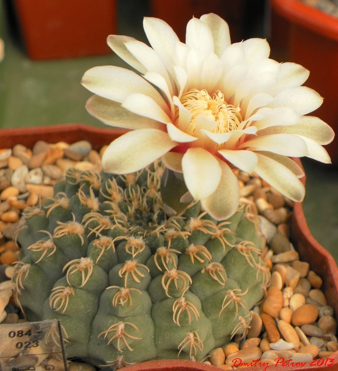 Gymnocalycium	quehlianum	albispinum
