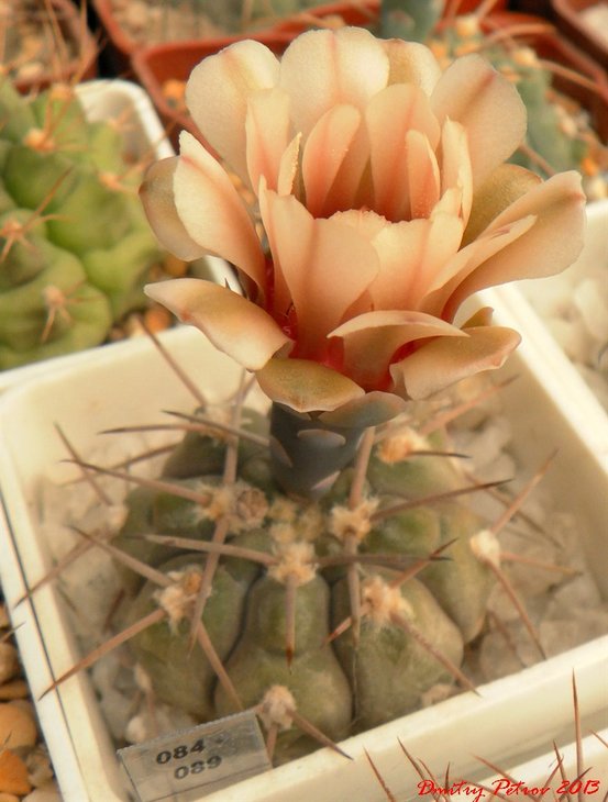 Gymnocalycium	glaucum