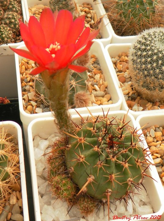 Lobivia	aurea	dobeana