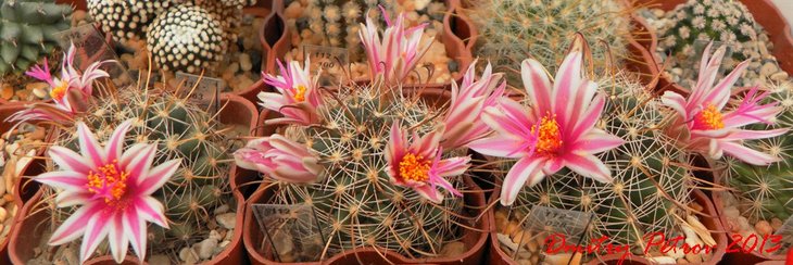 Одна из самых любимых маммок -  Mammillaria mainiae