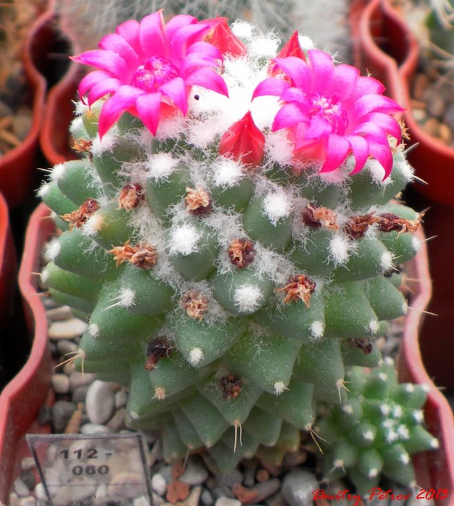 Mam. hidalgensis   stahellos