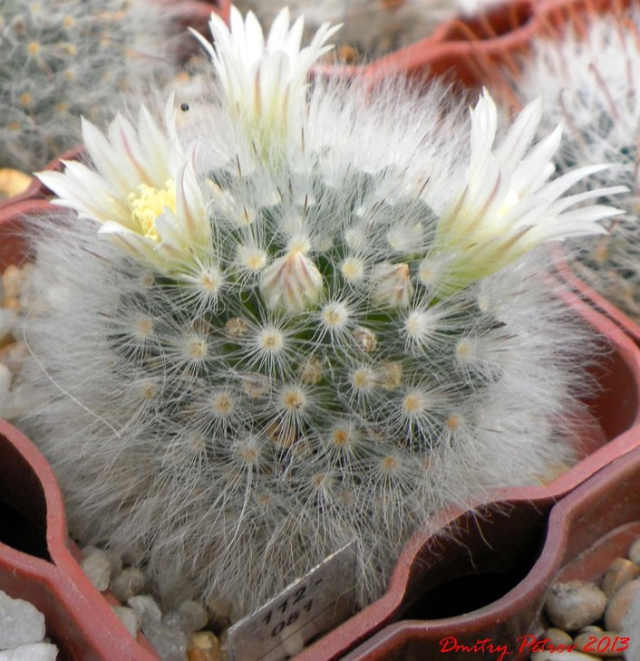 Mam. albicoma     SB 271