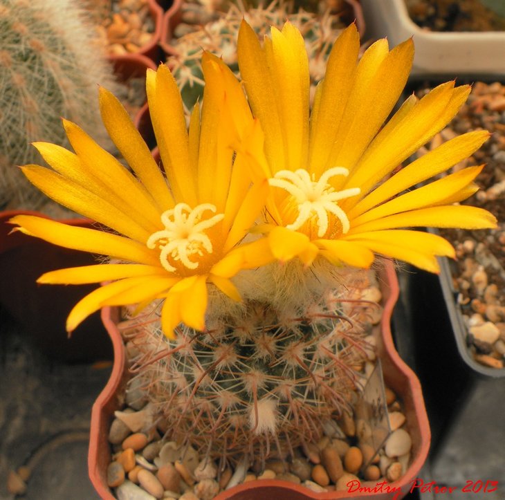 Par. dextrohamata