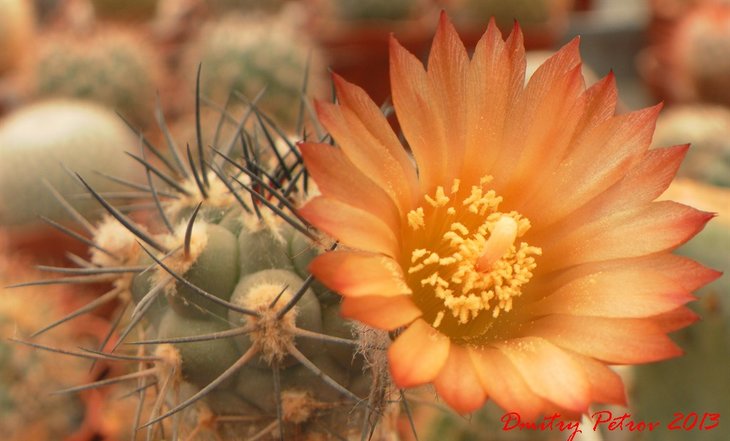 Pyrrhocactus villicumensis LF 106 (PK)