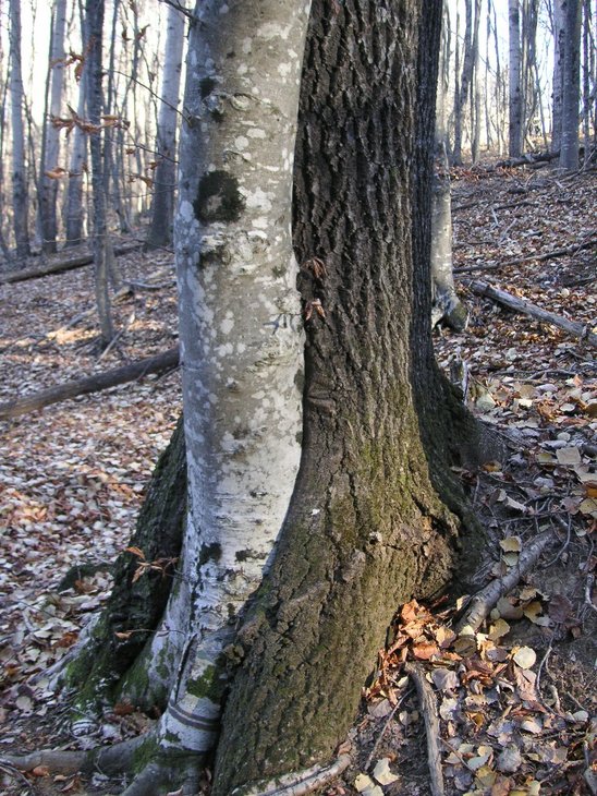 PICT1674.jpg