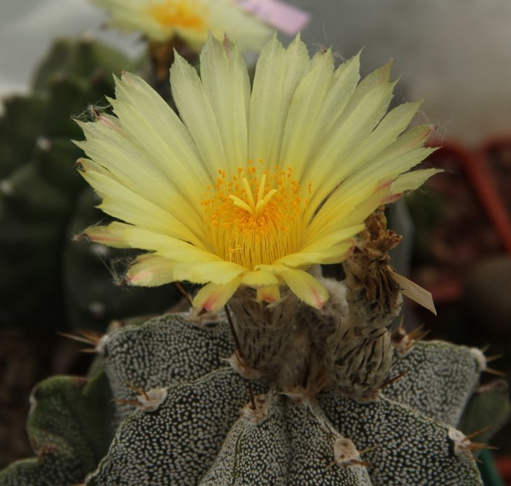 Astrophytum ornatum var mirbelii